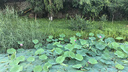 周林頻譜理療儀WS-501S藍色家用治療儀 輔助治療慢性胃炎小兒肺炎 曬單實拍圖