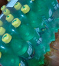 可口可樂（Coca-Cola）雪碧 Sprite 檸檬味 汽水 碳酸飲料 500ml*24瓶 整箱裝 曬單實拍圖