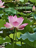 芬騰可安莫代爾睡裙女帶胸墊夏季新款吊帶中長(zhǎng)款裙子夏天薄款涼感女士睡衣 曬單實(shí)拍圖