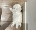 寵鮮萊純種比熊幼犬寵物狗狗活體小狗活物幼崽飛耳比熊小體小型犬 寵物級 公 曬單實(shí)拍圖