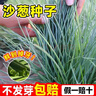 杭賢沙蔥種子內蒙古野生沙蔥籽內蒙韭農家菜園耐熱耐旱易種植蔬菜種子 沙蔥種子【10袋】約3000粒 曬單實(shí)拍圖