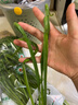 綠源禾心有機(jī)韭菜新鮮現(xiàn)割鮮嫩炒菜燒烤餃子餡農(nóng)場當(dāng)季時(shí)令健康無農(nóng)殘蔬菜 3斤 曬單實(shí)拍圖