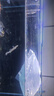 吉印刀鋒s魚缸燈led燈防水全光譜魚缸照明燈水草燈小型超白魚燈76cm 曬單實(shí)拍圖