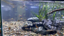 瓦克德國瓦克玻璃膠121透明大板水族箱專(zhuān)用魚(yú)缸膠玻璃防水快干密封膠 121（透明色） 曬單實(shí)拍圖