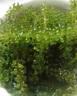 TLXT海葡萄鹽漬海葡萄鮮活即食長壽菜食用植物魚子醬100g*6包 配蘸料 海葡萄 曬單實(shí)拍圖