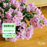 虹越（HONGYUE）三角梅盆栽苗花苗 盆景爬藤造景觀(guān)賞彩色花卉植物 巴西紫 170#（帶盆栽好） 曬單實(shí)拍圖