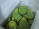 菱荷漁舟【順豐加冰空運(yùn)】湖北特產(chǎn)3斤新鮮水果蓮蓬禮盒現(xiàn)采嫩蓮子可生吃 3斤新鮮蓮蓬 曬單實(shí)拍圖