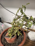 含羞草盆栽室內(nèi)客廳辦公桌面上趣味可愛小綠植害羞草四季好養(yǎng)花卉 【特級】含羞草【原土盆】 曬單實(shí)拍圖