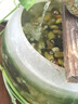 清苔鼠金苔鼠清潔魚(yú)熱帶觀(guān)賞魚(yú)清道夫鼠魚(yú)魚(yú)缸清理糞便除藻魚(yú) 8-10厘米金苔鼠5條（4+1備損） 金苔鼠 曬單實(shí)拍圖