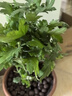新品重瓣荷蘭菊四季開花菊花苗月月菊室內(nèi)外花多年生耐寒耐熱植物 粉色荷蘭菊1盆+原盆原土【一盆3-4顆】 曬單實拍圖
