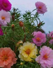 京厽重瓣太陽(yáng)花盆栽苗大花帶根帶花苞四季開花植物室內(nèi)室外好養(yǎng)花卉 重瓣混色7-11色20枝 帶根帶原土 不含盆 曬單實(shí)拍圖