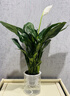 水培白掌一帆風(fēng)順盆栽帶花室內(nèi)客廳植物四季常青好養(yǎng)活新家綠植 A級白掌+繁星吸水盆 2盆裝 曬單實拍圖