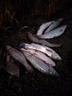 劉志強新品釣魚(yú)餌料誰(shuí)主沉浮大混養泡泡球黑坑草魚(yú)散炮顆粒鰱鳙魚(yú)餌魚(yú)食 誰(shuí)主沉浮散炮餌料3包 曬單實(shí)拍圖