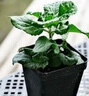 逸棵鼠尾草花苗小苗多年生宿根植物陽(yáng)臺盆栽庭院四季種花園造景花卉植 1株婆婆納晴空藍小苗 曬單實(shí)拍圖