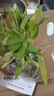 【店鋪】空心菜秧苗帶根空心菜苗帶土根苗空心菜三叉苗空心菜苗高 三叉空心菜苗 6顆苗 曬單實(shí)拍圖