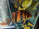 YEE虎魚(yú)飼料虎魚(yú)專(zhuān)用飼料魚(yú)食下沉型魚(yú)糧不渾水金銀龍招財貓地圖藍鯊 虎魚(yú)專(zhuān)用【5.0mm顆?！?310g 1罐 緩沉型 曬單實(shí)拍圖