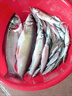 天元鯽魚釣魚餌料專攻大板鯽四季通用黑坑濃腥鯽魚大叔推薦強(qiáng)效誘魚 3袋【鯽魚大叔 秘密武器】 曬單實(shí)拍圖