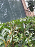 京悠雨德國精工園藝大剪刀果樹枝花園草坪修枝剪園林綠化工具綠籬剪 升級系列-標準直刃款 曬單實拍圖