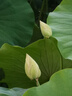 譽品（YUPIN）網格雙面膠 強力布基膠帶對聯(lián)專用貼春聯(lián) 高粘度不留痕黃色防水免打孔墻面用 寬50mm*長20m/1卷裝 曬單實拍圖