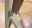 AUCS粉筆黑板支架型家用60*80cm 兒童寫字板店鋪商用學(xué)校教室用家庭擺攤小白板大黑板綠板廣告牌展示牌 曬單實(shí)拍圖