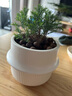 行湘霧松綠植盆栽花卉桌面觀(guān)葉植物 霧松+點(diǎn)點(diǎn)星球陶瓷盆 源頭直發(fā) 曬單實(shí)拍圖