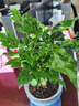 意軒提根幸福樹盆栽綠植物室內(nèi)客廳好養(yǎng)四季常青吸甲醛花卉盆景平安樹 5年老樁幸福樹（簡(jiǎn)易盆） 曬單實(shí)拍圖