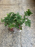 京悠雨德國(guó)品質(zhì)驅(qū)蚊草盆栽植物室外室內(nèi)綠植祛蚊種籽子庭院香葉天竺葵開(kāi) 驅(qū)蚊草2盆(原土無(wú)盆)送肥料 含盆 曬單實(shí)拍圖