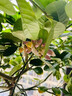 愛(ài)優(yōu)尚香水檸檬樹(shù)盆栽綠植大型室內客廳植物吸甲醛陽(yáng)臺四季好養花卉果祿 曬單實(shí)拍圖