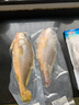 大黃魚東海大陳島黃花魚生態(tài)半野生深水養(yǎng)殖黃魚新鮮海捕冰鮮海鮮 0.7-0.9斤/條 2條裝 曬單實(shí)拍圖