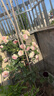暮青暮青藤本月季薔薇花苗爬藤特大花四季開(kāi)花庭院花卉植物濃香 粉色龍沙寶石 110CM——150CM高 曬單實(shí)拍圖