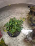 瘋狂水草坨草水草植物直接入缸魚(yú)缸植物7棵魚(yú)缸造景水溶沉木 源頭直發(fā)包郵 曬單實(shí)拍圖