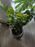 茉莉花苗盆栽帶花苞九里香老樁花卉植物室內(nèi)濃香四季開花好養(yǎng) 大份茉莉花【4-6顆】花苞飽滿 曬單實(shí)拍圖
