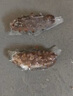 宮壹大連即食海參1斤15-25只 固形物超75%底播刺參鮮活海參加工免泡發(fā) 曬單實拍圖