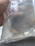 熱帶觀賞魚七彩斑馬魚紅綠燈科魚小型冷水淡水群游好養(yǎng)活的練手魚 小型觀賞魚專用魚食 曬單實拍圖