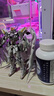 XQMG1/100白雪姬配色飛翼零式fix樣式 掉毛天使矮星炮拼裝模型高達(dá) MG-完美白雪姬+12根矮星炮+武器+ 模型+7件套工具+燈組+夜光貼 曬單實(shí)拍圖