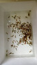 逸樂寵黑殼蝦草缸清潔蝦烏龜龍魚飼料除藻蝦觀賞蝦工具蝦草蝦活體蝦米蝦 黑殼蝦100只+100防損 發(fā)順豐 曬單實拍圖