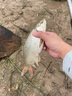 劉志強餌料釣魚魚餌全能香魚餌料野釣鯽魚專用鯉魚釣魚餌料 曬單實拍圖
