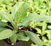逸棵鼠尾草花苗小苗多年生宿根植物陽(yáng)臺盆栽庭院四季種花園造景花卉植 3株鼠尾草藍色小苗 曬單實(shí)拍圖