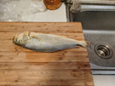 海名威 冷凍黃花魚700g/2條 寧德大黃魚地標(biāo) 海鮮水產(chǎn) 生鮮魚類  曬單實(shí)拍圖