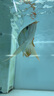 壹諾水族壹諾小八角濾材魚缸過濾材料納米原礦中空培菌球細(xì)菌屋龍魚用濾材 水衛(wèi)士濾材一斤（品牌盒裝帶一個(gè)網(wǎng)兜） 曬單實(shí)拍圖