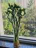 花翁水培植物水養(yǎng)綠植盆栽轉(zhuǎn)運(yùn)竹50cm高10支（不含瓶）源頭直發(fā) 曬單實(shí)拍圖