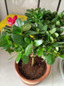 四季開花 西洋杜鵑花苗盆栽室內(nèi)庭院植物紫杜娟花樹映山紅帶花苞 紅杜鵑6年苗（帶花苞） 不帶盆 曬單實(shí)拍圖