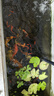 HASE魚池水循環(huán)過濾系統(tǒng)室外庭院凈水過濾器大型錦鯉池外置過濾箱 0-2立方魚池用套裝【含水泵水管全套】 曬單實(shí)拍圖