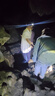 谷艦沐頭燈長續(xù)航超長續(xù)航50000w防水可充電強光感應(yīng)小型燈 紅外感應(yīng)+9988K超亮 曬單實拍圖