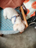 puppytie狗狗牽引繩狗繩子遛狗繩背心式泰迪寵物胸背帶名字可定制 牛仔藍-胸背帶+牽引繩 M-中型 建議15-28斤 曬單實(shí)拍圖