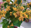 三角梅盆栽帶花劍樹苗室內(nèi)陽臺重瓣飄枝垂絲老樁四季開花爬藤花卉 【帶花發(fā)貨 收到即賞】加州黃金大苗 45-50cm左右（原盆帶土發(fā)貨） 曬單實(shí)拍圖