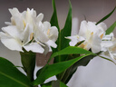 德瑪納【氧氣純棉穿搭】夏季法式浪漫圓領(lǐng)短袖印花A字遮肉女式連衣裙 曬單實拍圖