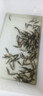 羅非魚苗特大種脆肉新吉富全雄性羅非魚活體淡水養(yǎng)殖食用單性魚苗 羅非魚苗3-5公分 100條送10%防損 曬單實(shí)拍圖