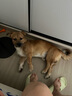 多尼斯（DOGNESS）狗狗牽引繩遛狗繩狗鏈子項圈小中型犬泰迪柯基法斗博美馬犬 黑M 曬單實拍圖