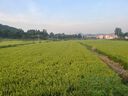 首兒兒童膚樂霜嬰兒寶寶口水膏滋潤補(bǔ)水修護(hù)干濕癢舒緩爽身潤膚霜20g 曬單實拍圖